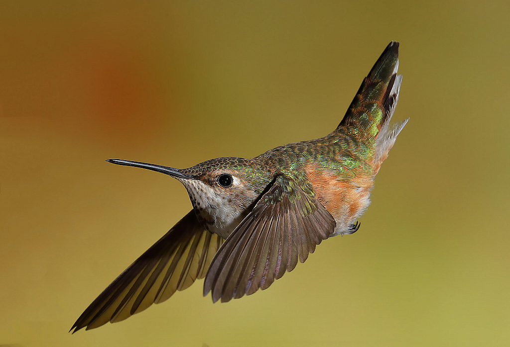 Female Callioppe Hummingbird