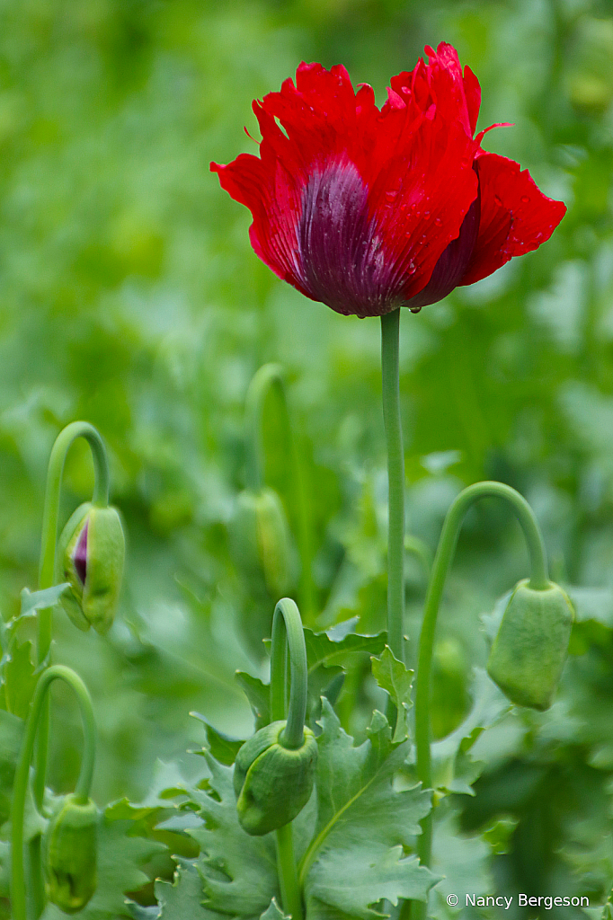 Red Poppy