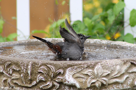 Gray Catbird