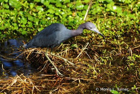 Little Blue Heron 2