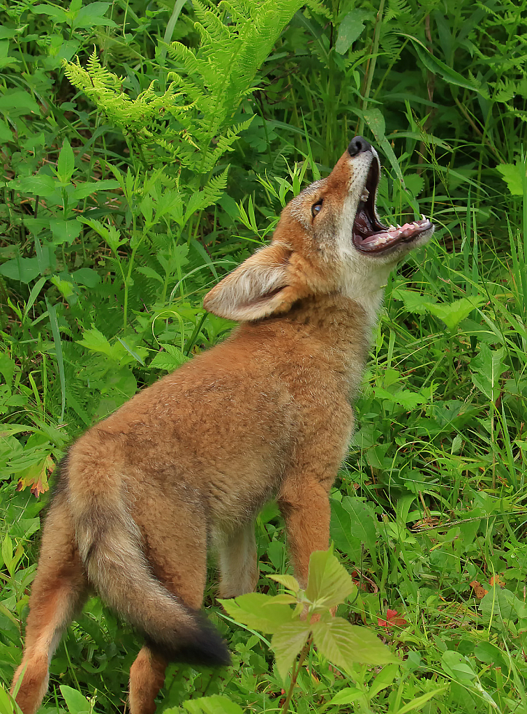 Howling Coyote Pup