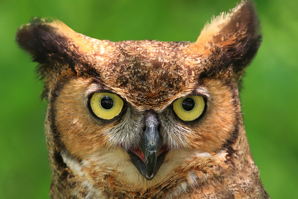 Great Horn Owl
