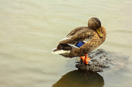 The Mallard Duck 