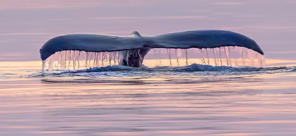 Whale Tail at Sunset