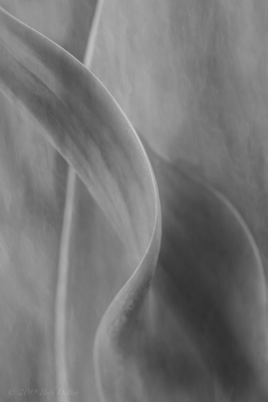 Tulip Leaves