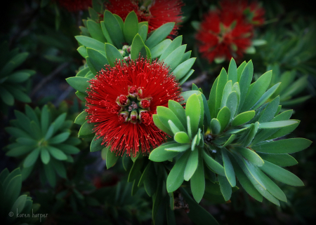 Explosion of Red