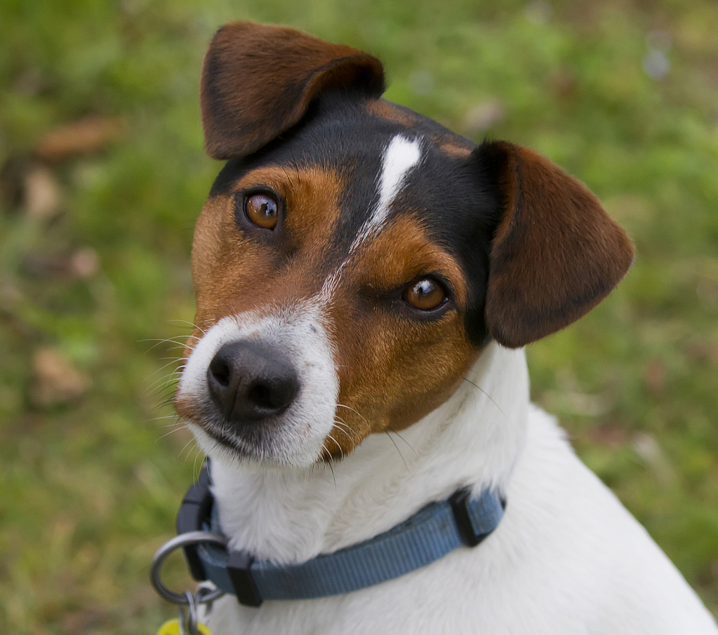 Fox Terrier