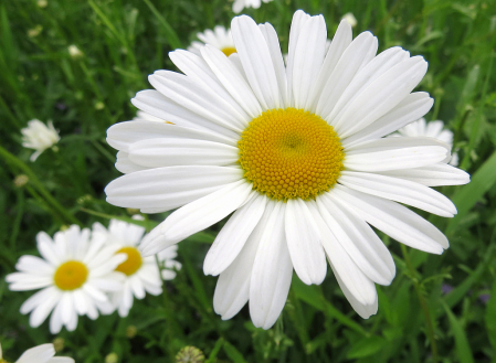 Daisy, Daisy