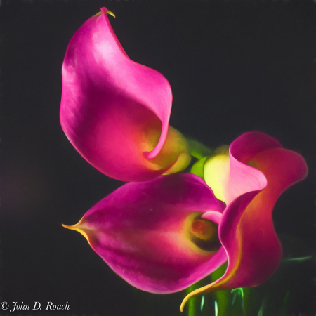 Calla Lilies