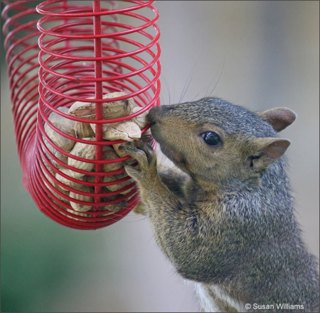 Squirrel Eating Out