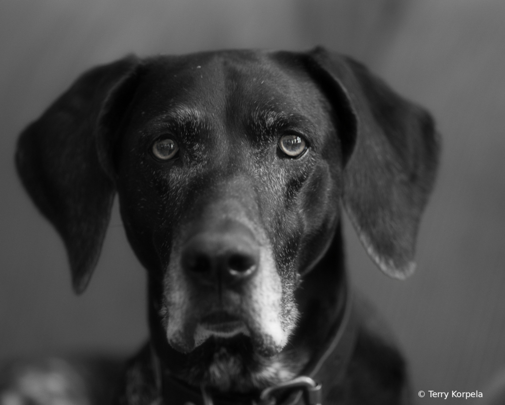 13 Year Old German Short Hair B&W - ID: 15732576 © Terry Korpela