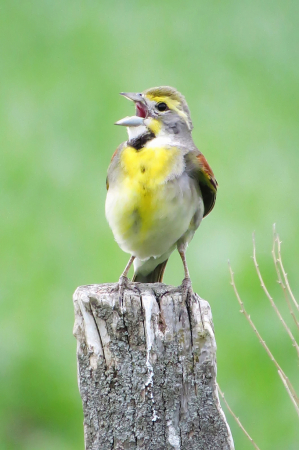 Little Singer