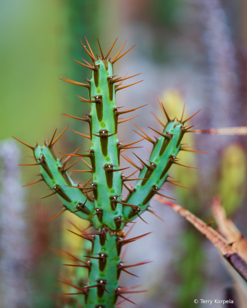 Berkeley Botanical Garden  Cactus 