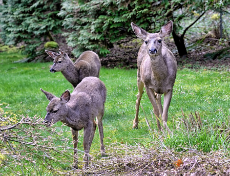 A Watchful Mother