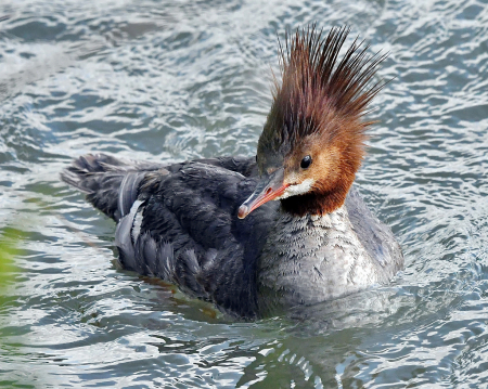 The Bad Hair Day