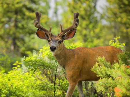 Young Elk