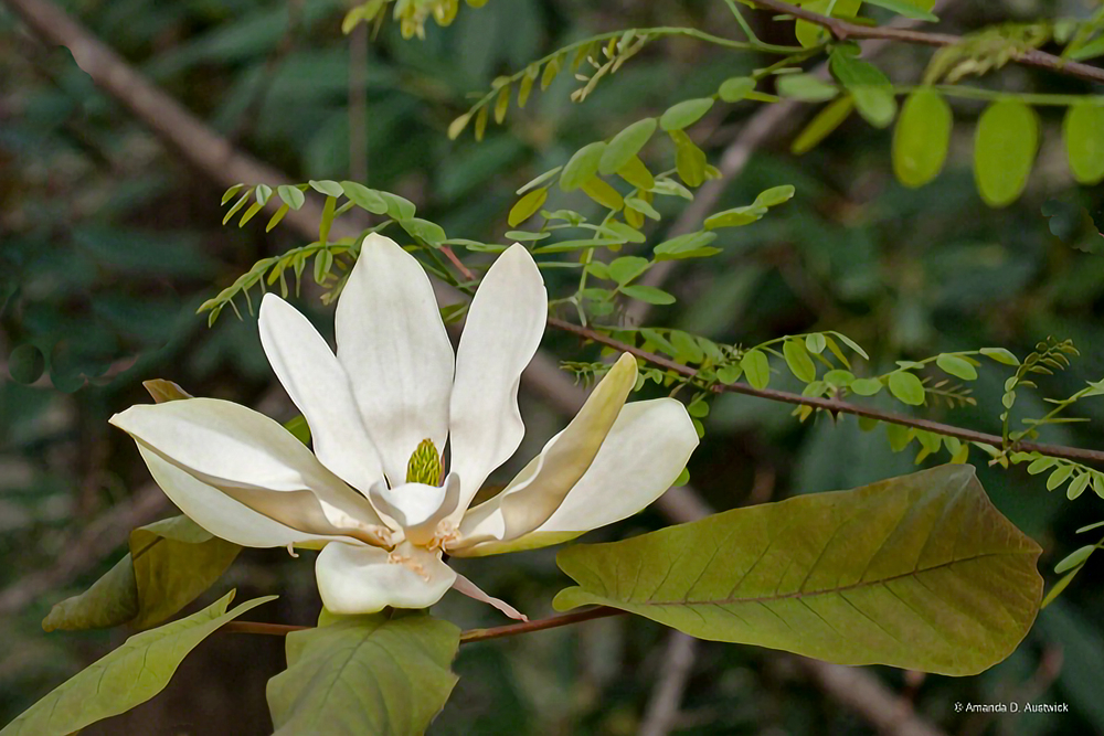 Cucumber Magnolia II