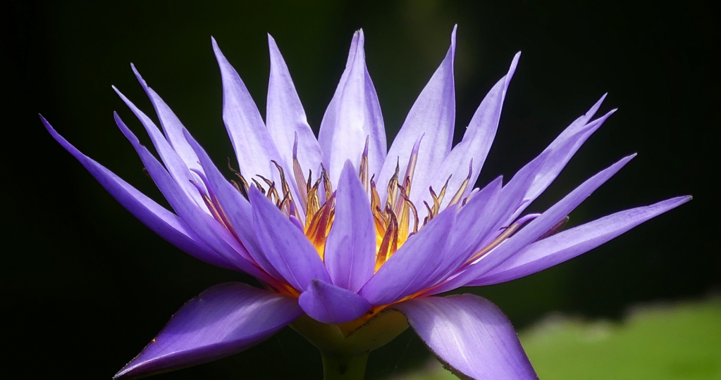 Pond Lily on Fire