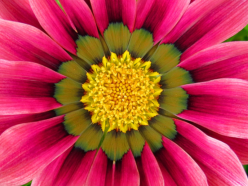 Gazania