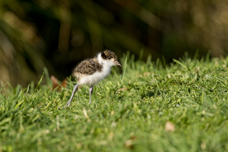 Plover chick