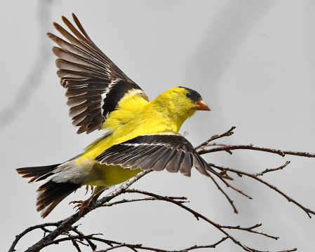 American Goldfinch