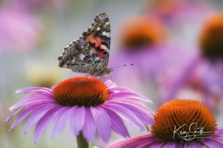 Painted Lady and the Cone Flower