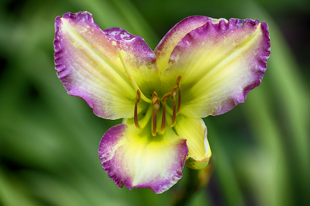 Purple daylily