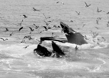 Humpback Whales Feeding