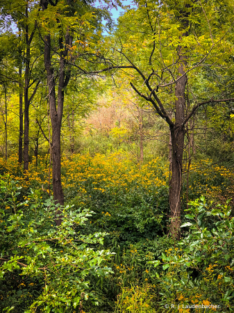 The Meadow