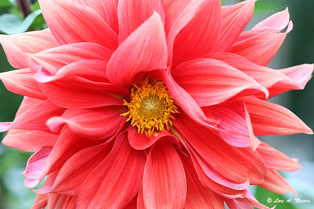 Dahlia 2