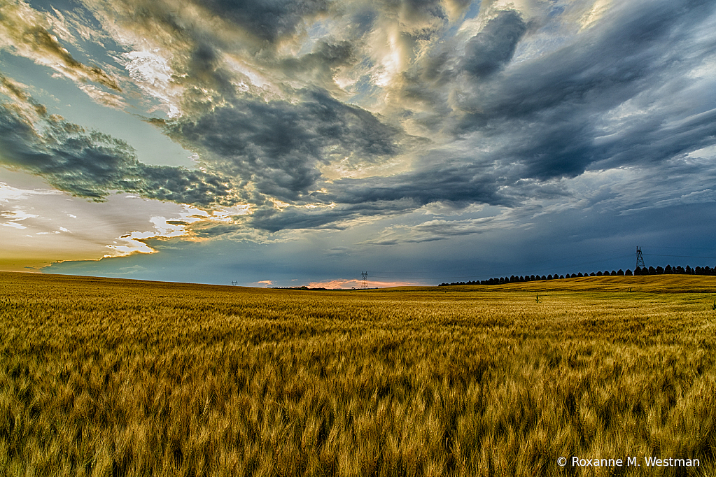 North Dakota wheat fields