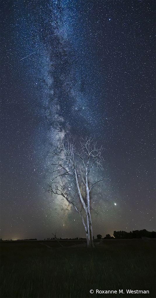 Milky Way and cottonwood tree