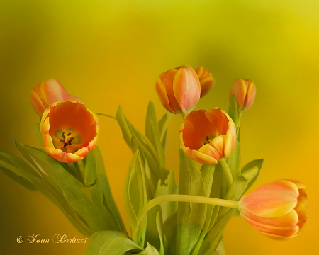 Golden Tulips