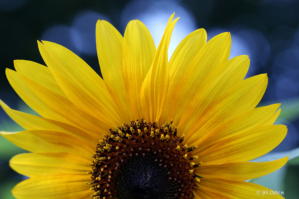 Sunflower Sunrise