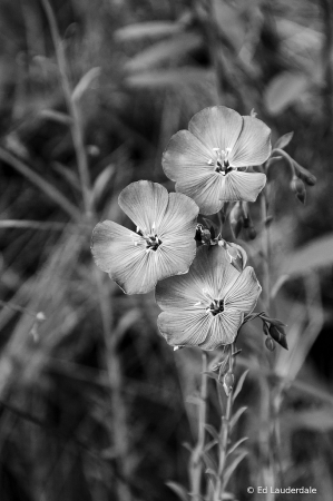 Blue And Purple In Black And White