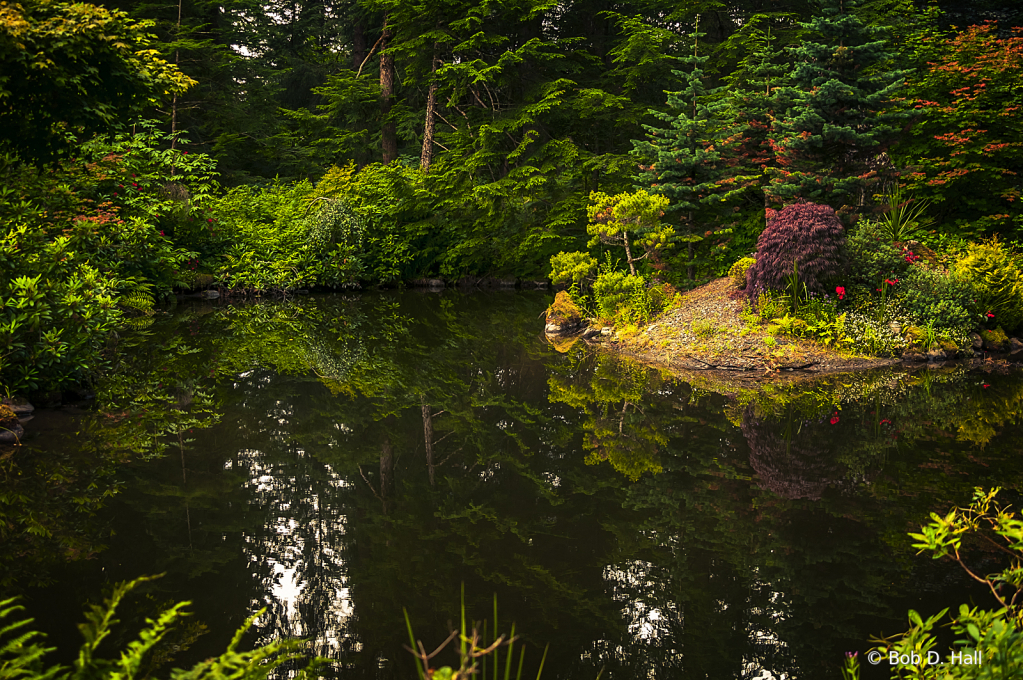 Alaskan Rain Forrest