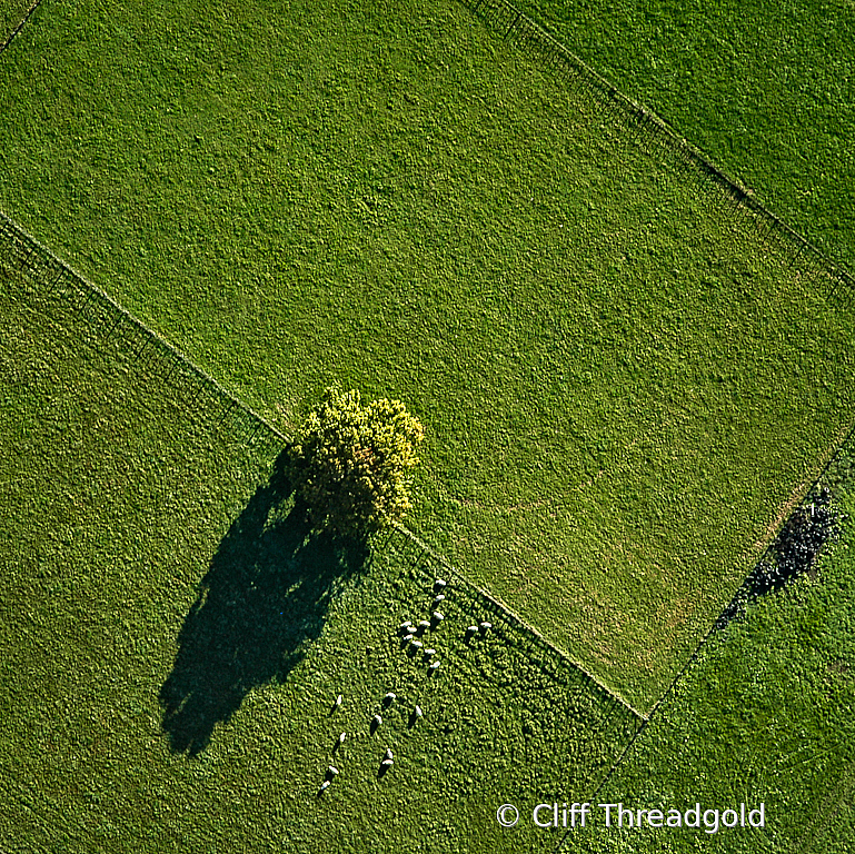 Tree from above