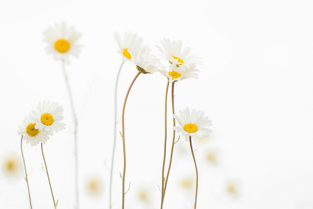 Summer Daisies