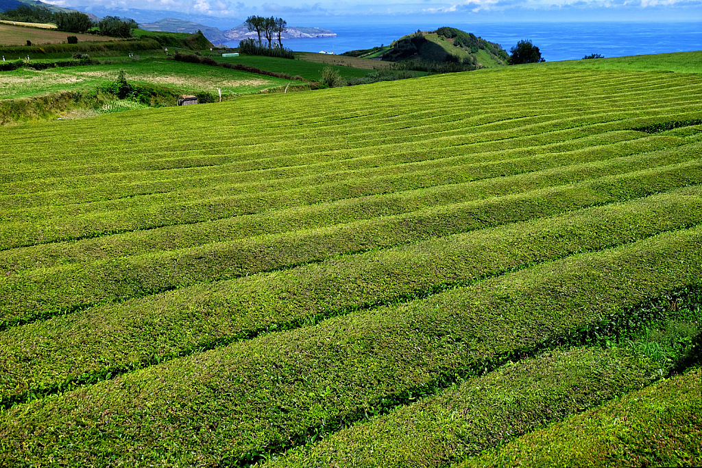 Tea Plantations