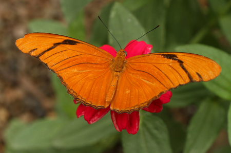 the butterfly house