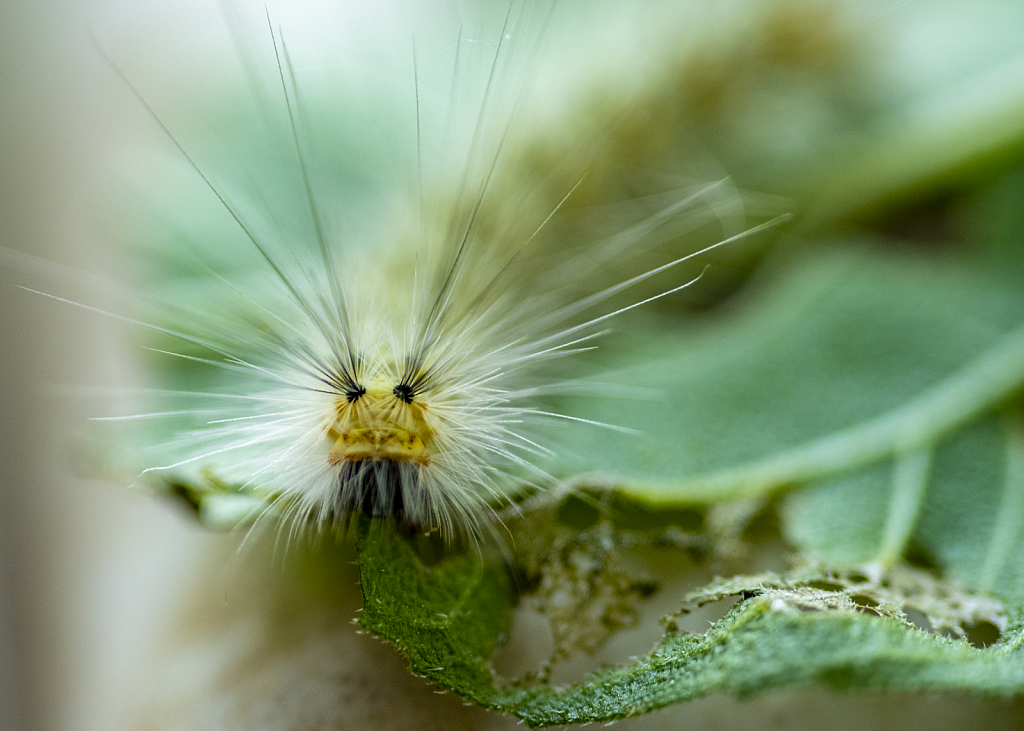 Caterpillar Close Up