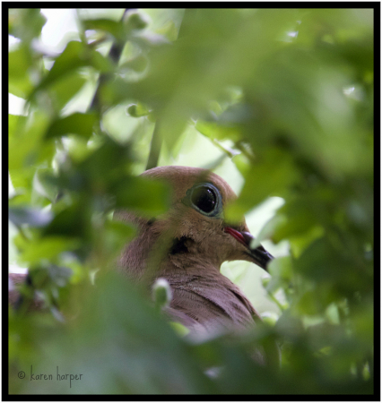 Nesting Dove