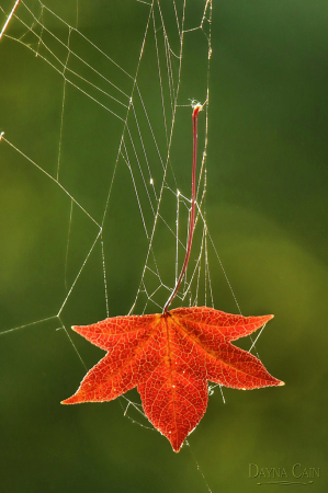 Waiting On Autumn