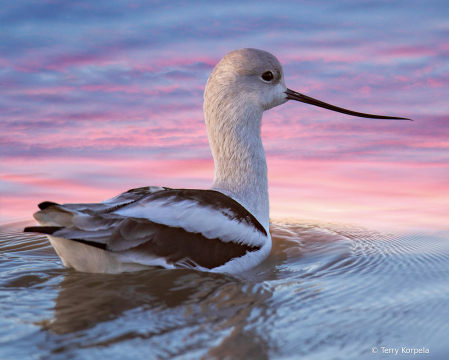 American Avocet