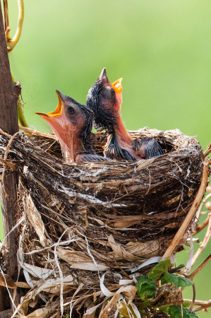 Baby Bird