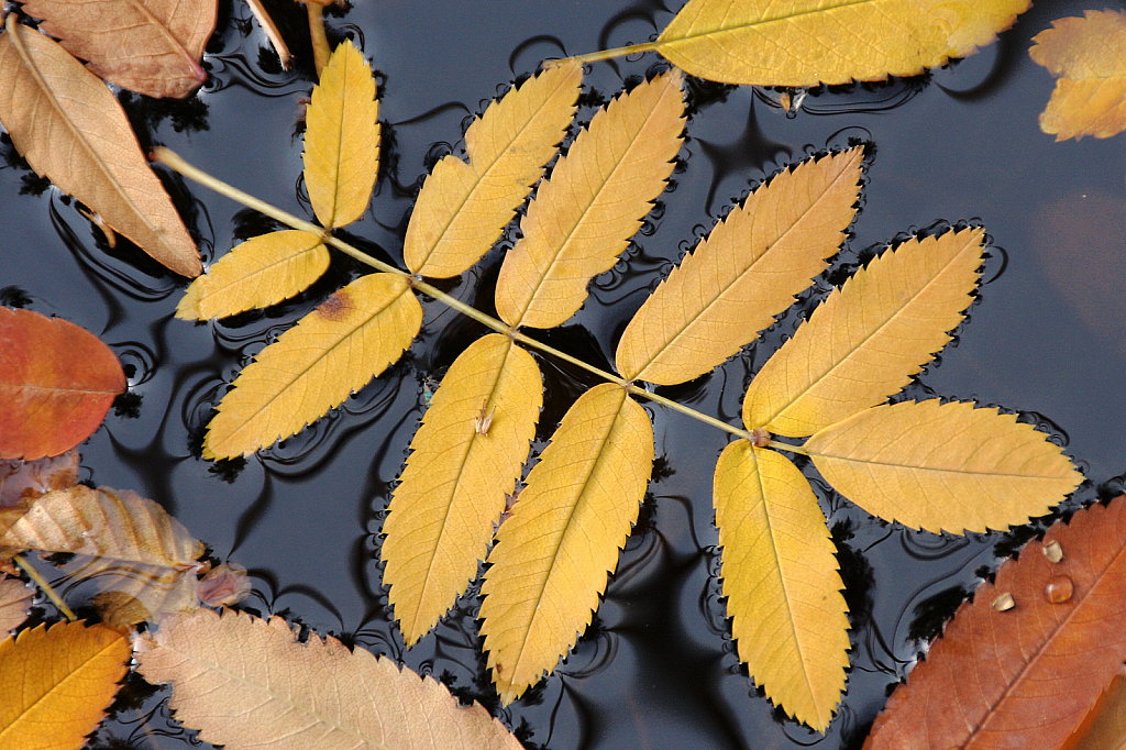 Floating rowan leaf #2