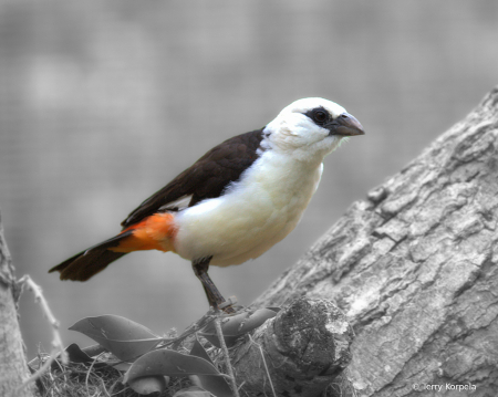 Northern White-headed Buffalo Weaver