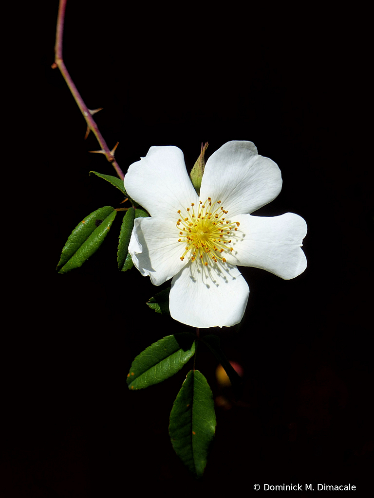 ~ ~ WILD ROSE ~ ~ 