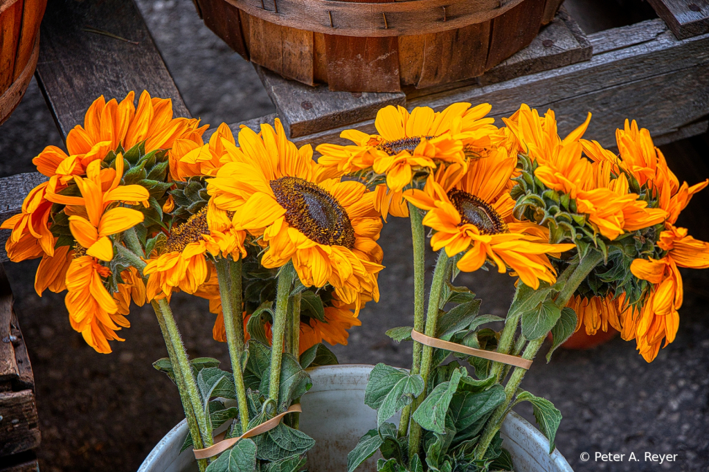 Sun Flowers