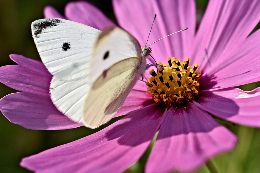 White Cabbage Butterfly